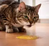 Mon chat vomit de la bile jaune : causes et solutions Un chat bengale a vomi de la mousse jaune.
